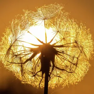 Dandelion at sunset Dandelion at sunset