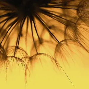 dandelion at sunset. Freedom to Wish. Dandelion silhouette fluffy flower on sunset sky dandelion at sunset. Freedom to Wish. Dandelion silhouette fluffy flower on sunset sky