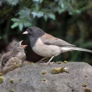 Dark-eye Junco Mother and Chick