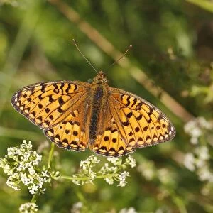 Dark Green Fritillary -Argynnis aglaja- perched on a meadow plant with outstretched wings, Altenseelbach, Neunkirchen, North Rhine-Westphalia, Germany