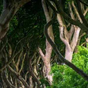 The Dark Hedges The Dark Hedges