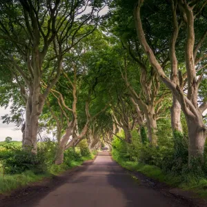 The Dark Hedges Beech Tree Print The Dark Hedges Beech Tree Print