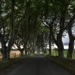 The Dark Hedges