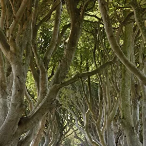 Game of Thrones Landscape Prints Poster Print Collection: The Dark Hedges