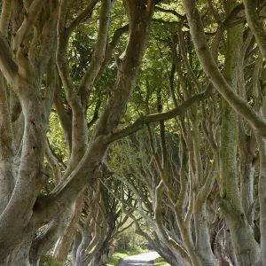 Dark Hedges, an avenue of Beech trees, Bregagh Road near Armoy, County Antrim, Northern Ireland, Great Britain, Europe