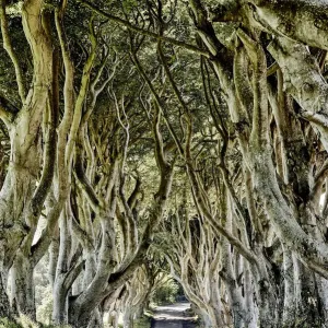 The Dark Hedges Print, a photograph of beech trees in Northern Ireland The Dark Hedges Print, a photograph of beech trees in Northern Ireland
