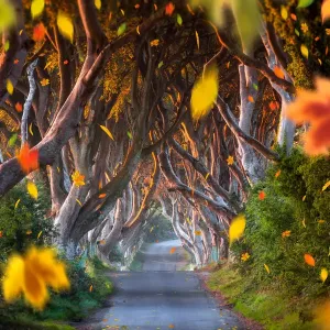 Dark Hedges Falling Leaves Print Dark Hedges Falling Leaves Print