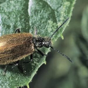 Darkling Beetle (Lagria hirta)