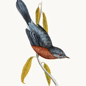Prints of Bird Lithograph Digital Vision Vector Prints: Bird Lithographs