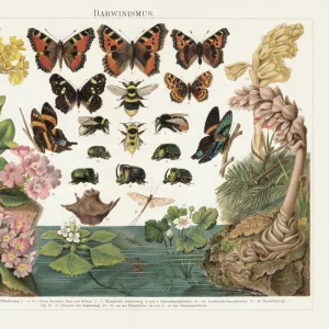 Darwinism, Natural Selection of Living Organisms, lithograph, published in 1897