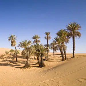 Date Palms (Phoenix spec. ), in the Libyan Desert, Um el Ma Oasis, Libya, Sahara, North Africa, Africa