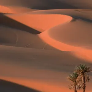 Date Palm in the Sahara Desert Print Date Palm in the Sahara Desert Print