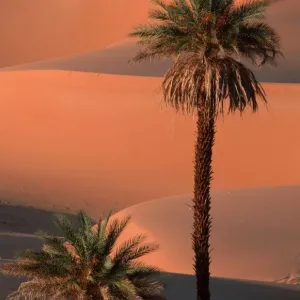 Date Palms, Sahara, Erg Ubari, Lybia / (Phoenix dactylifera) Date Palms, Sahara, Erg Ubari, Lybia / (Phoenix dactylifera)