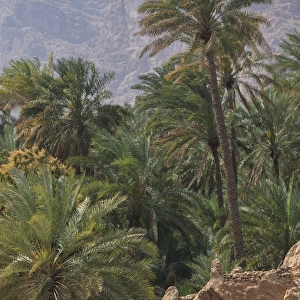 Date palms in Wadi Tiwi with Hajar Mountains, Ash-Sharqiyah, Oman