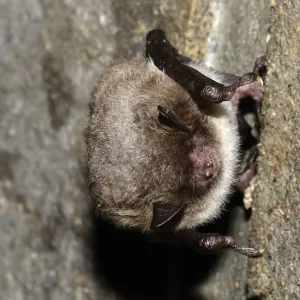 Daubentons Bat -Myotis daubentoni-, species in Annex IV of the Habitats Directive, in winter quarters, hibernating in a tunnel, Topor, Kiel, Schleswig-Holstein, Germany, Europe