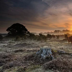 Dawn in New Forest
