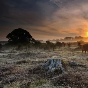 Dawn in New Forest