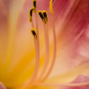 daylily close up portrait of stamens daylily close up portrait of stamens