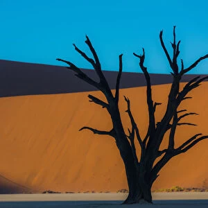 Dead Acacia tree silhouetted against sand dunes at Dead Vlei, Namibia