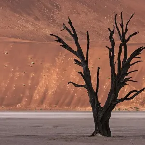 Dead Camel Thorn Tree Print Dead Camel Thorn Tree Print