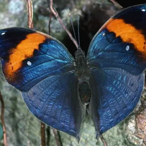 Dead Leaf Butterfly Dead Leaf Butterfly