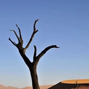 Dead tree in the Dead Vlei, Deadvlei clay pan in the morning light, Namib Desert, Namib-Naukluft National Park, Namibia, Africa