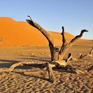 Dead tree in front of Dune 45 near Sossusvlei, Namib Desert, Namib Naukluft Park, Namibia, Africa