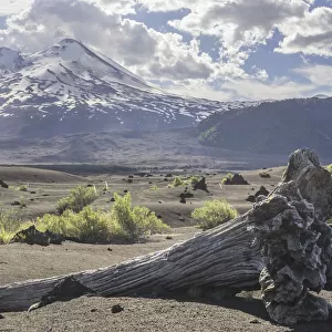 Dead tree and Llaima volcano, Conguillio National Park, Melipeuco, Region de la Araucania, Chile