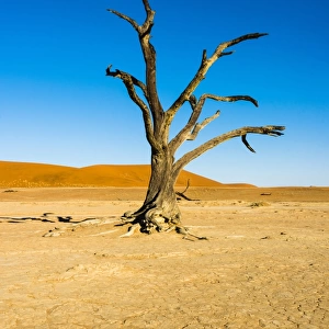 Dead tree in the salt and clay pan, Dead Pan, Sossusvlei, Namib-Naukluft-National Park, Namib Desert, Namibia