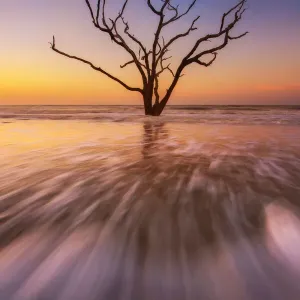 Dead tree in seawater Dead tree in seawater