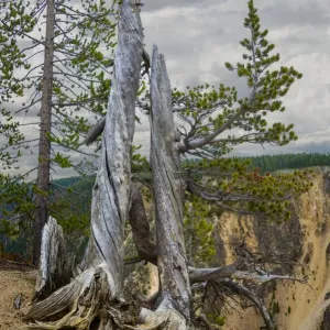 Dead Tree, Yellowstone National Park Dead Tree, Yellowstone National Park