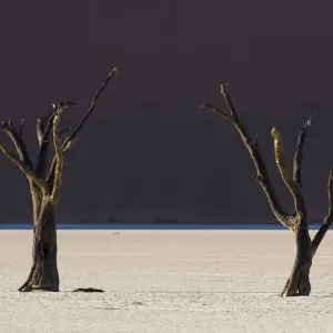 Dead trees in the area known as the Deadvlei which is deep within the confines of Sossusvlei Dead trees in the area known as the Deadvlei which is deep within the confines of Sossusvlei