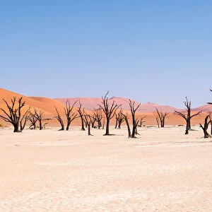 Dead trees in Dead Vlei, Namibia