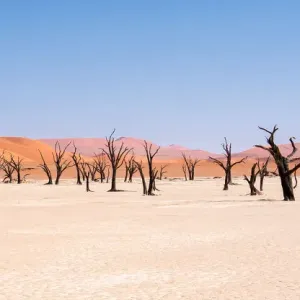Dead trees in Dead Vlei, Namibia Dead trees in Dead Vlei, Namibia
