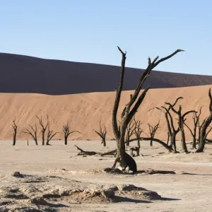 Dead Pan Print, Sossusvlei Landscape Photograph Dead Pan Print, Sossusvlei Landscape Photograph