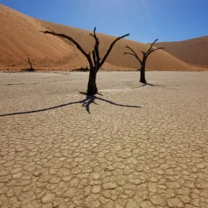 Dead trees and sand dunes in blistering hot sunlight at Deadvlei, Sossusvlei Salt Pan, Namib Naukluft National Park, Namibia