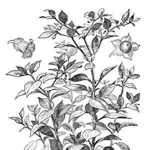 Deadly Nightshade (Atropa belladonna)