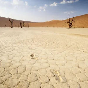 Deadvlei, Sossusvlei, Namibia