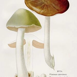 Dear mushroom 1891