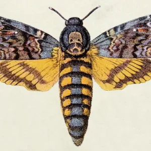 Death's-head Hawk Moth Print