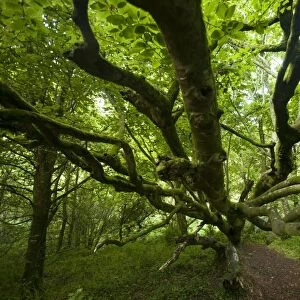 Deciduous tree in the forest, Cornwall, England, United Kingdom