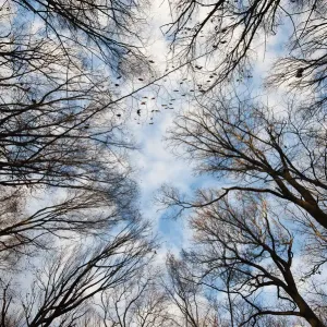 Winter Deciduous Forest Print