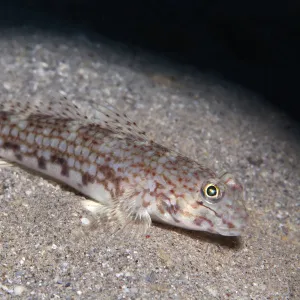 Decor goby -Istigobius decoratus- on sandy bottom, Makadi Bay, Red Sea, Hurghada, Egypt