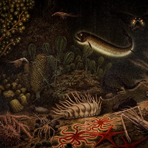 Deep Sea Fauna engraving 1897