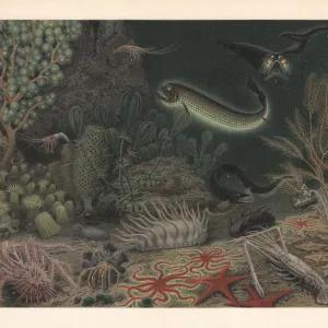 Deep sea fauna, lithograph, published in 1897