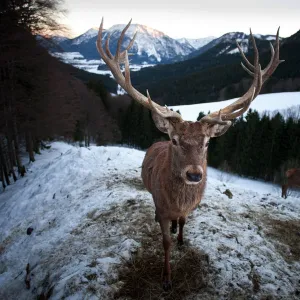 Deer -Cervus elaphus-, stag in the snow, near Ruhpolding, Bavaria, Germany