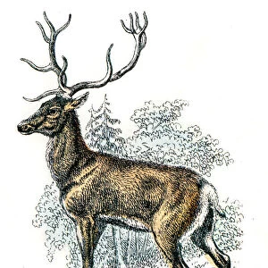 Deer engraving 1872
