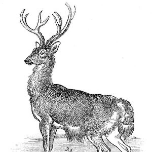 Deer engraving 1893