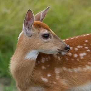Deer fawn close-up