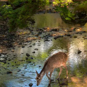 Nara Park Deer Print